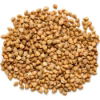 buckwheat